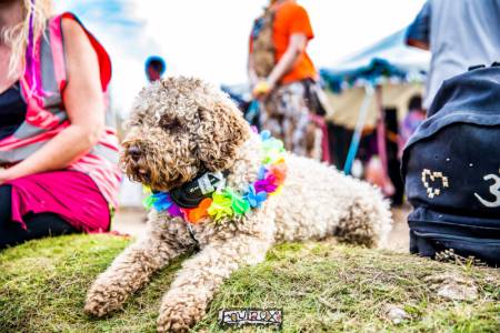 Festival memory 3